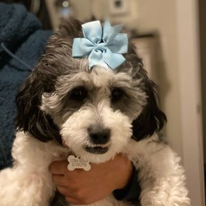 Meet your Posher, Adriana